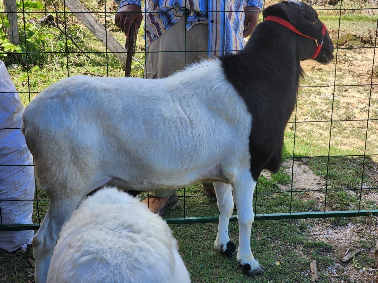 GUYANA LIVESTOCK DEVELOPMENT AUTHORITY – Guyana Livestock Development