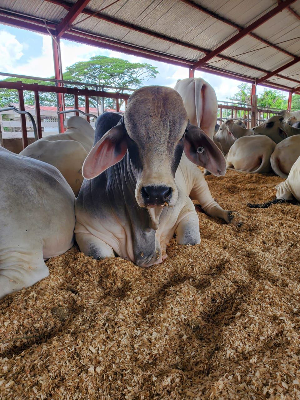 GUYANA LIVESTOCK DEVELOPMENT AUTHORITY – Guyana Livestock Development