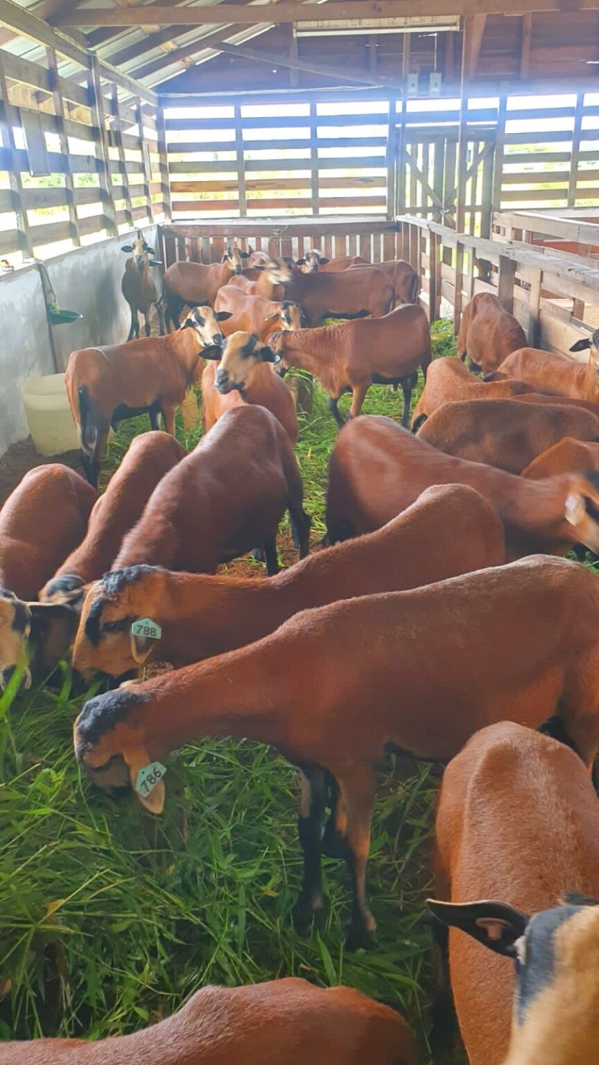 GUYANA LIVESTOCK DEVELOPMENT AUTHORITY – Guyana Livestock Development