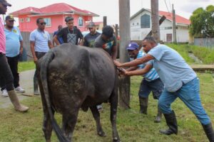 Commencement of our Embryo Transfer (3)