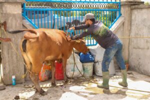 Commencement of our Embryo Transfer (4)