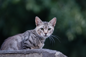 FELINE<br>REQUIREMENTS