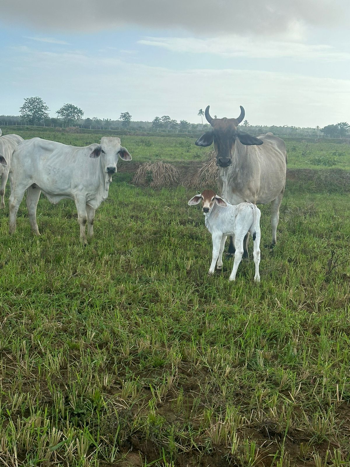 First Calves from Imported Breeding Bulls (2)