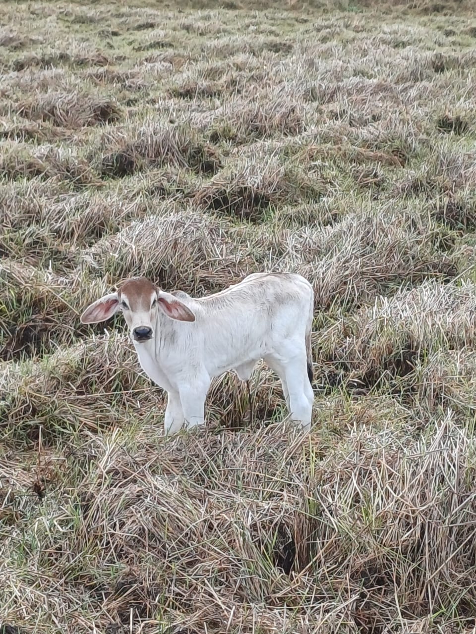 First Calves from Imported Breeding Bulls (3)