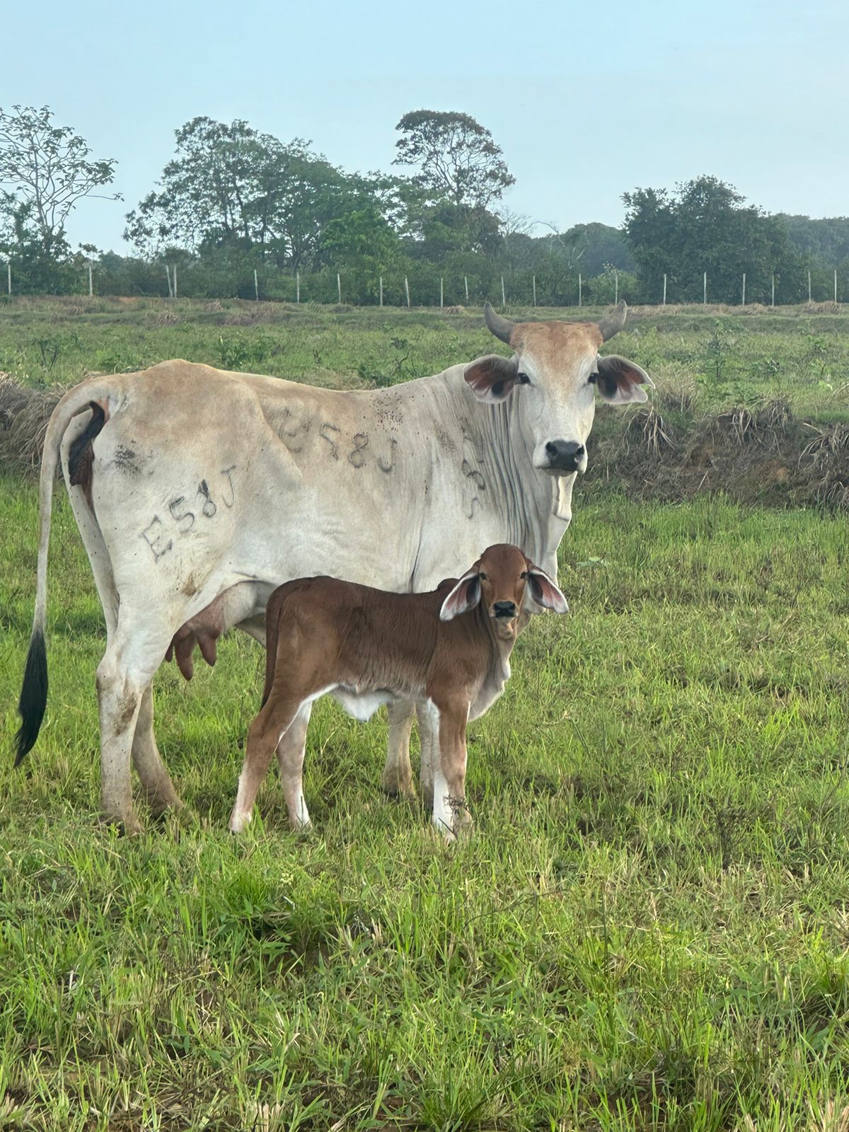 First Calves from Imported Breeding Bulls (5)
