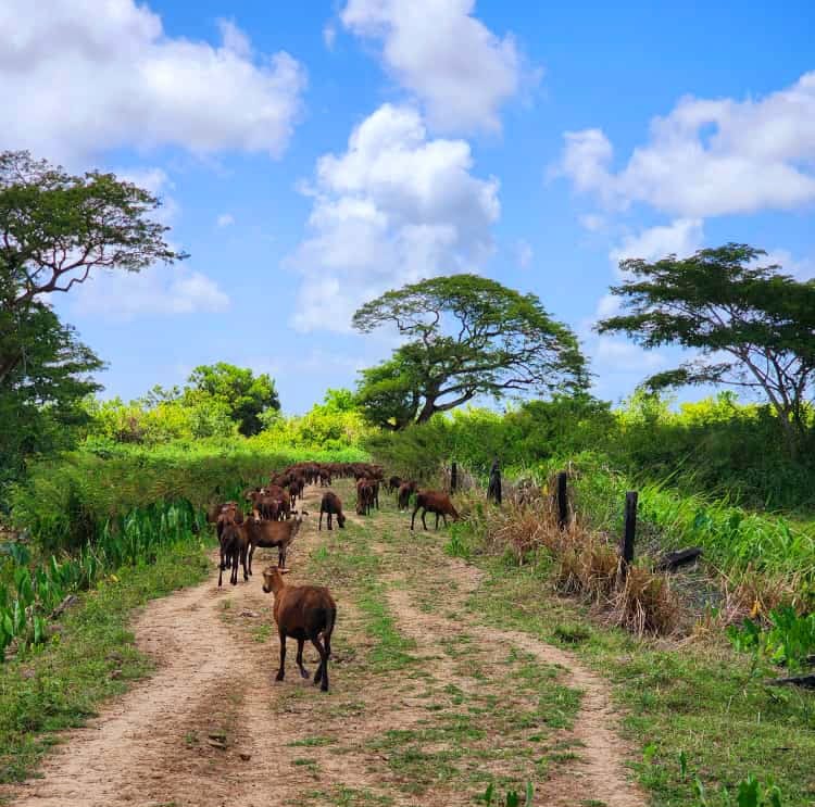 Mon Repos Livestock Farm (1)