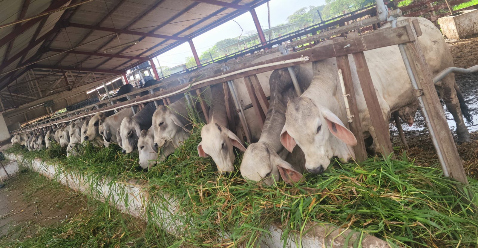 Mon Repos Livestock Farm (10)