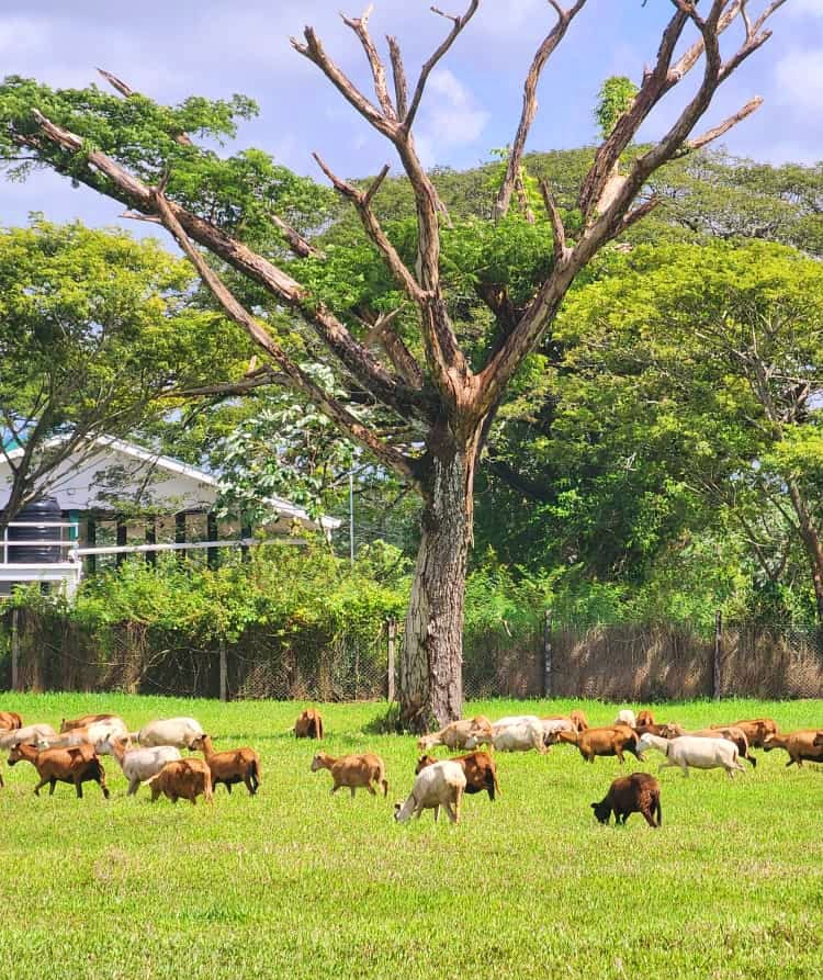 Mon Repos Livestock Farm (11)