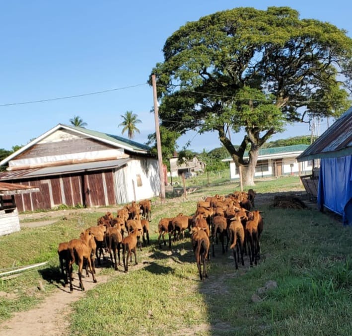 Mon Repos Livestock Farm (12)