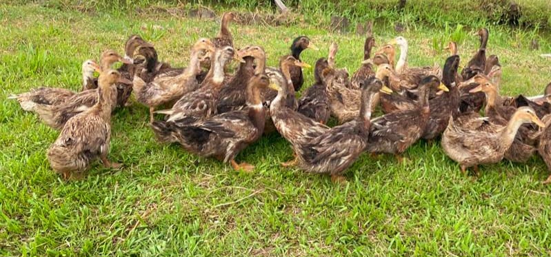 Mon Repos Livestock Farm (2)