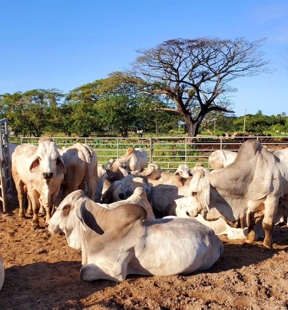 Mon Repos Livestock Farm (3)