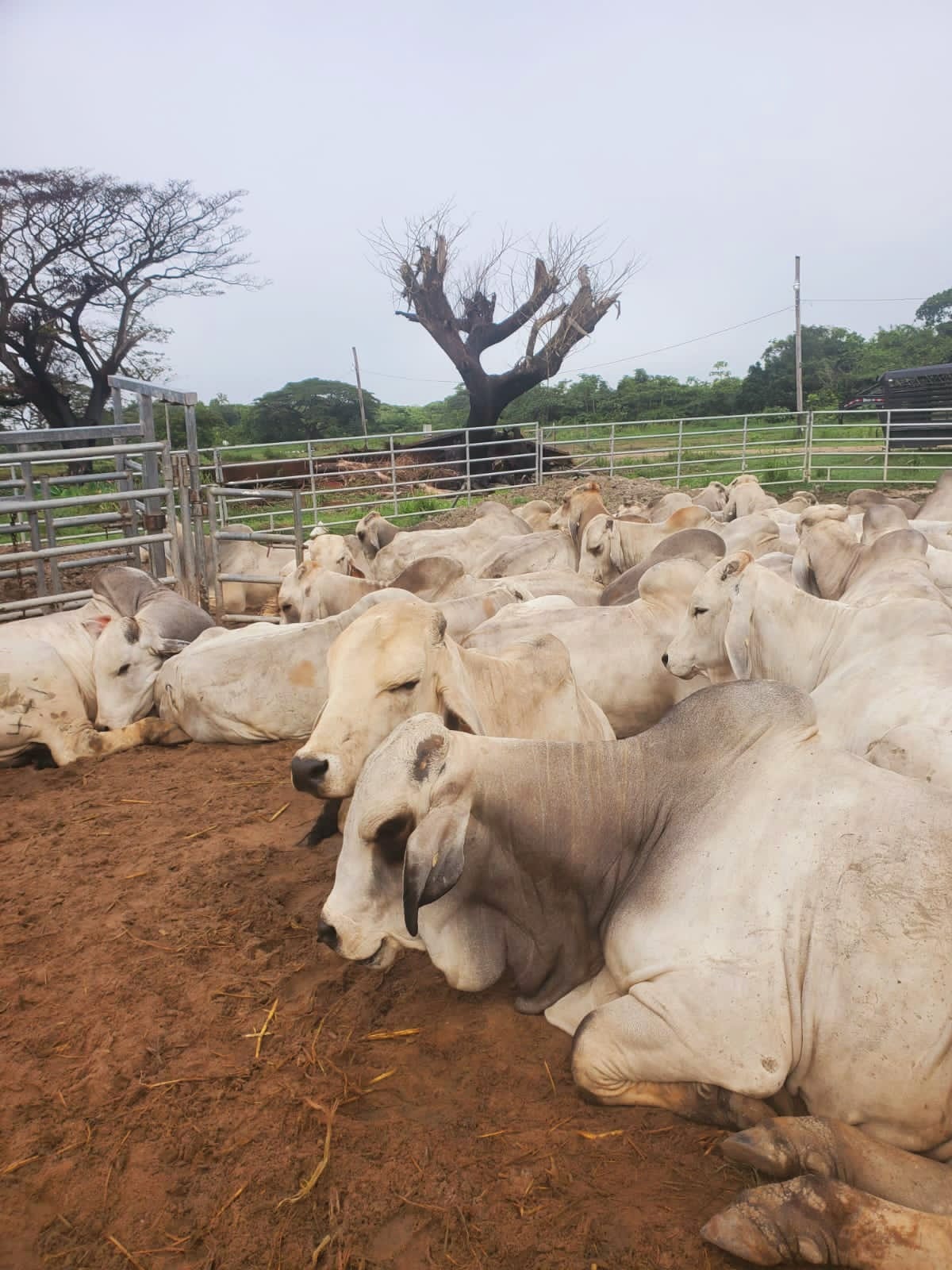 Mon Repos Livestock Farm (4)