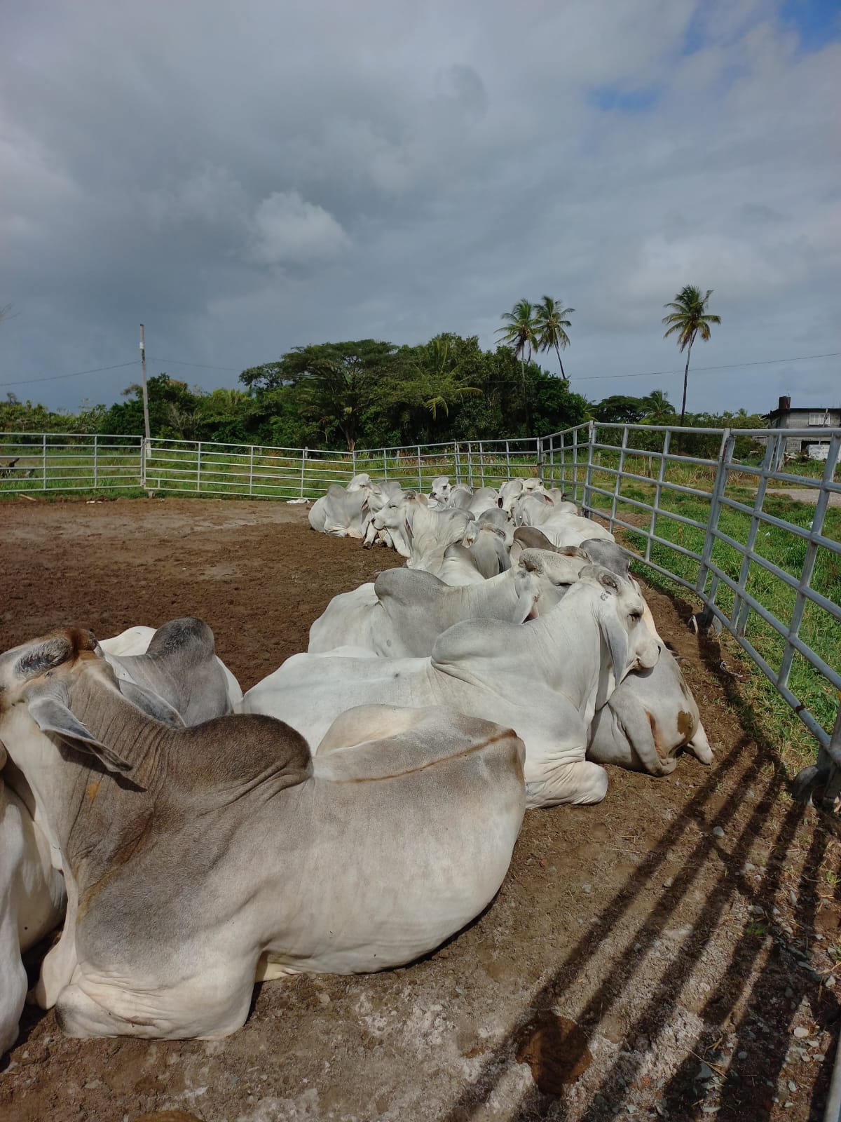 Mon Repos Livestock Farm (5)