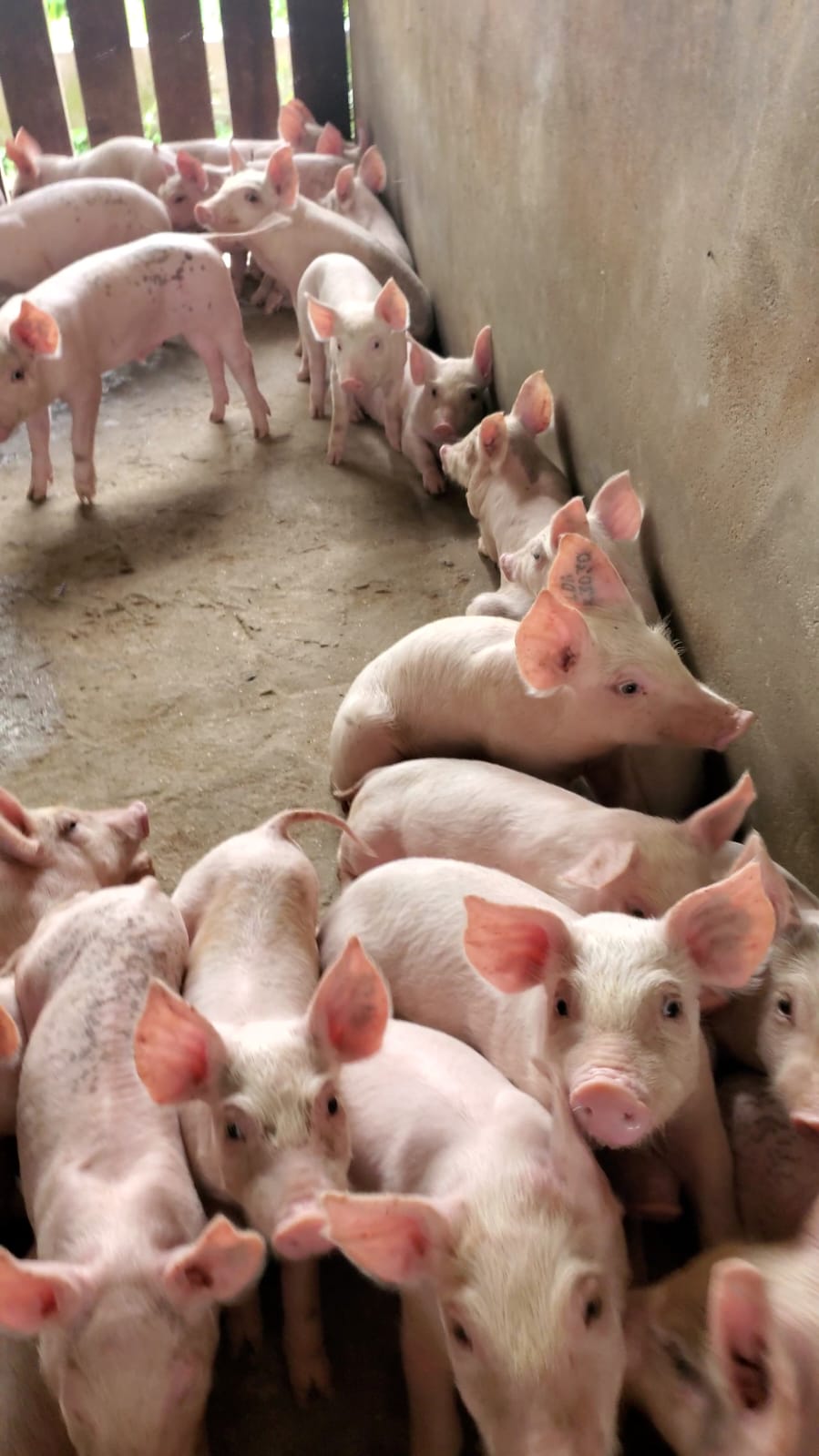 Mon Repos Livestock Farm (6)