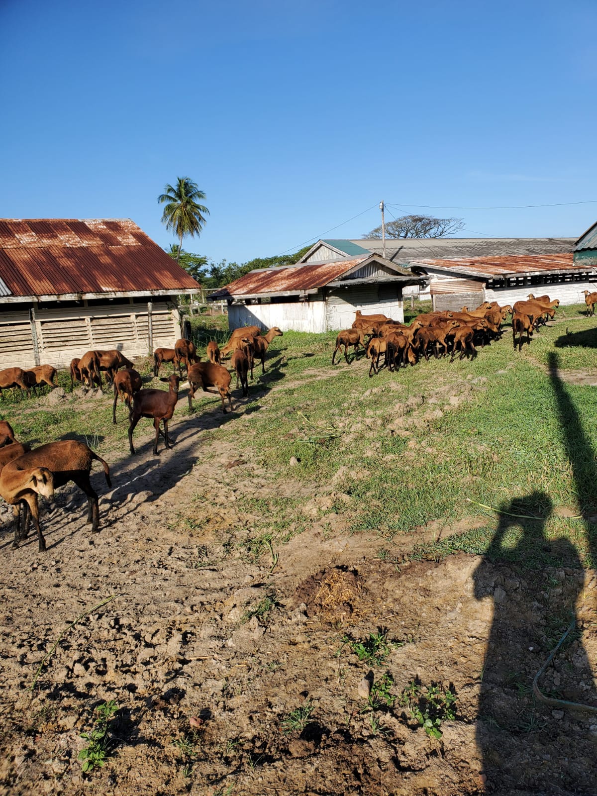 Mon Repos Livestock Farm (7)