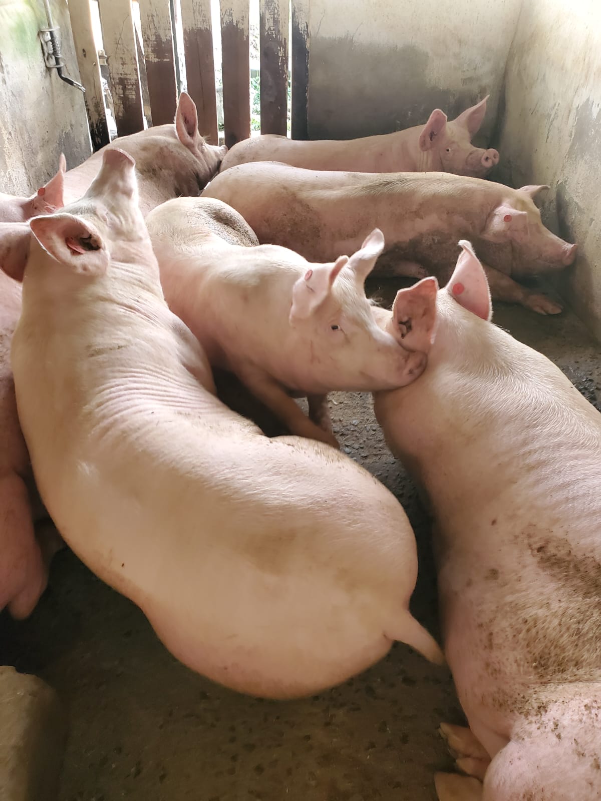 Mon Repos Livestock Farm (8)