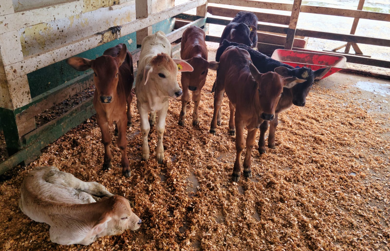 Mon Repos Livestock Farm (9)