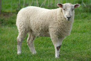 OVINE<br>REQUIREMENTS