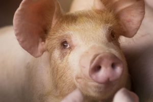 PORCINE<br>REQUIREMENTS