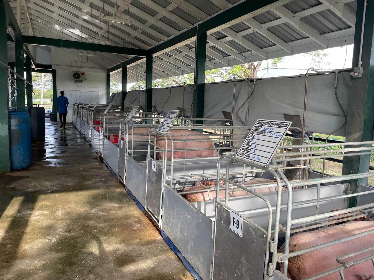 Transforming the Local Pig Sector with Quality Genetics (1)