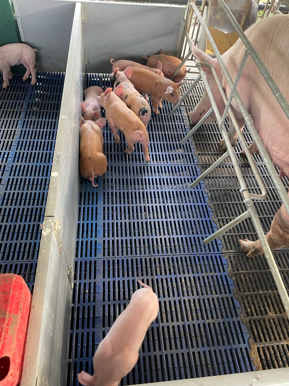 Transforming the Local Pig Sector with Quality Genetics (10)