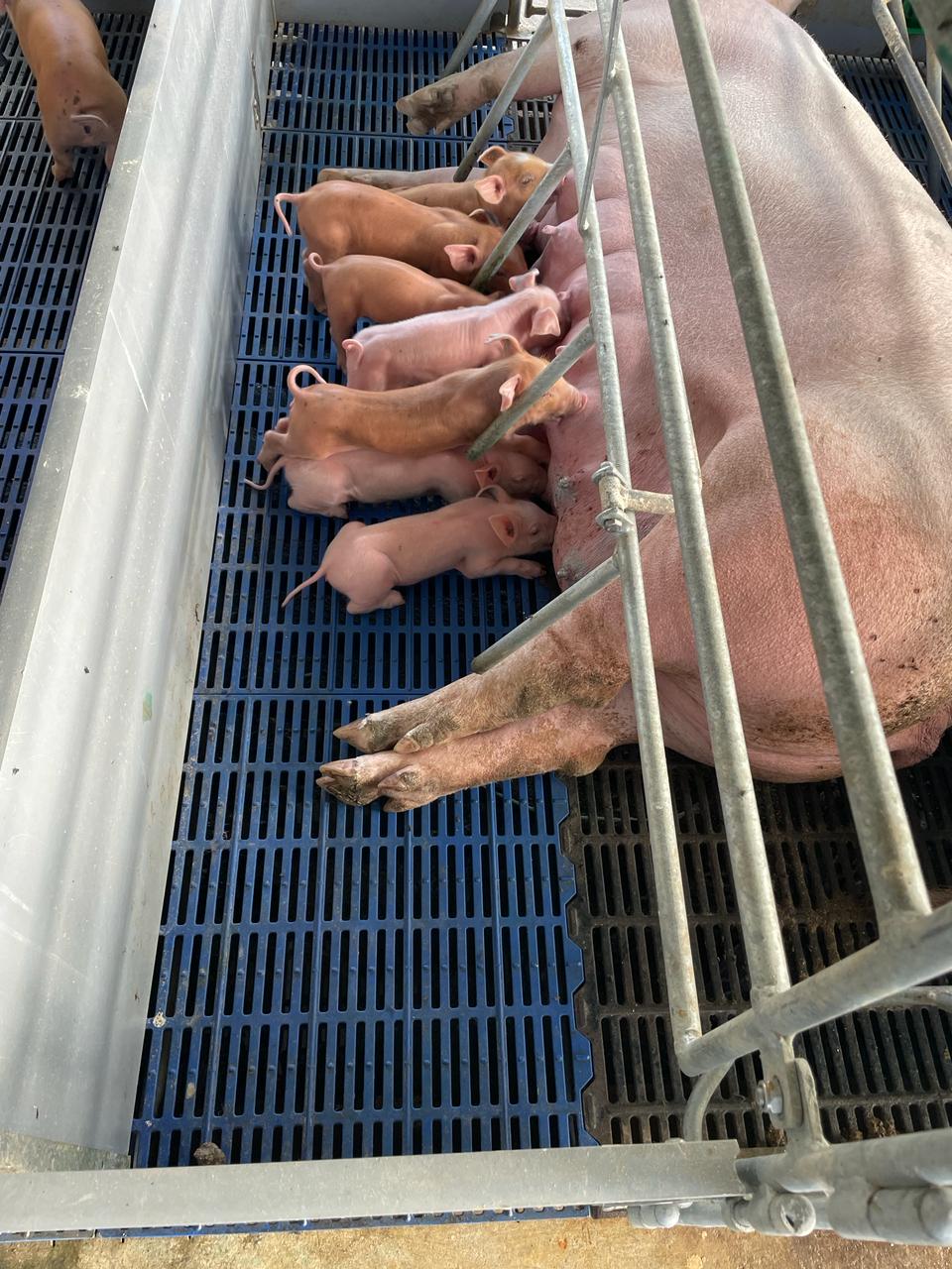 Transforming the Local Pig Sector with Quality Genetics (11)