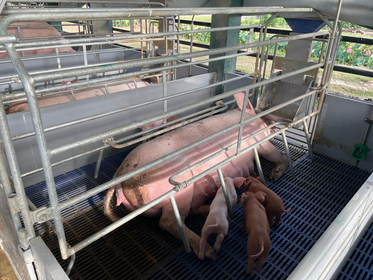 Transforming the Local Pig Sector with Quality Genetics (12)