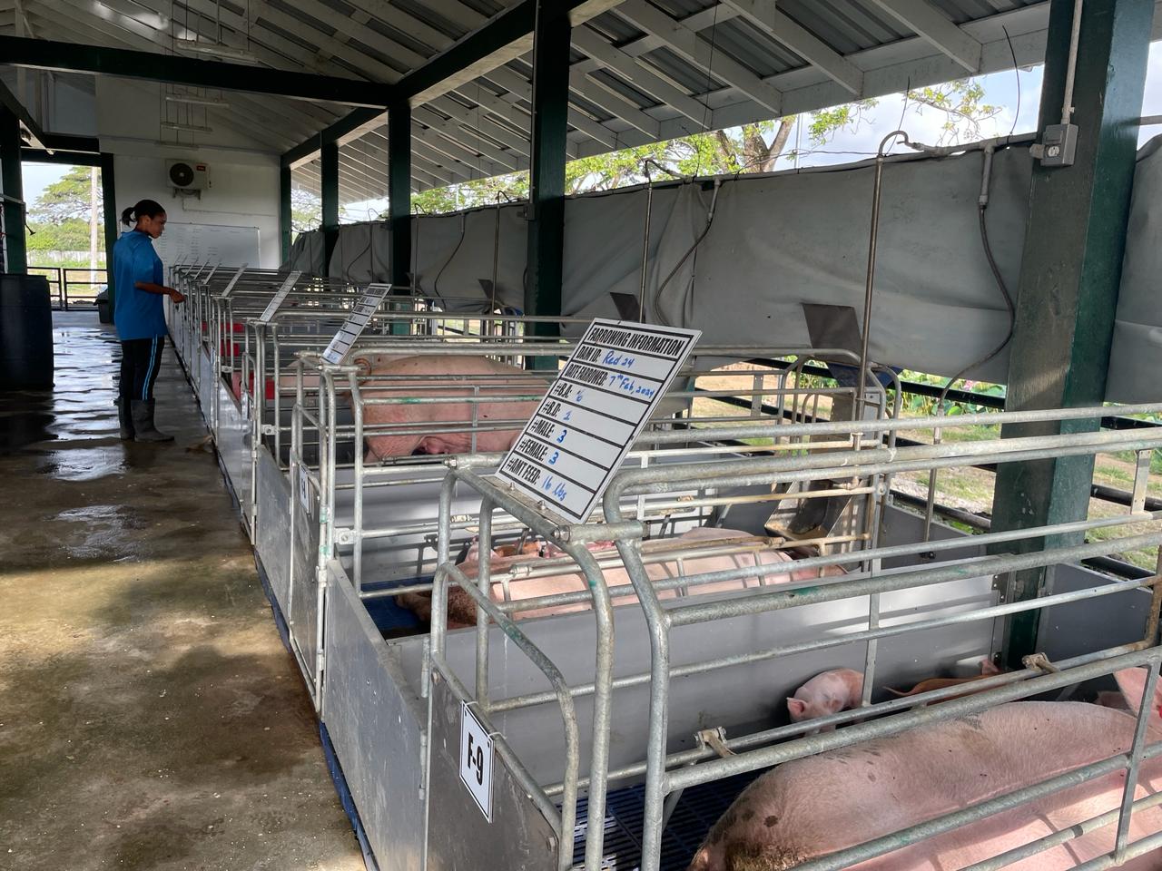 Transforming the Local Pig Sector with Quality Genetics (13)