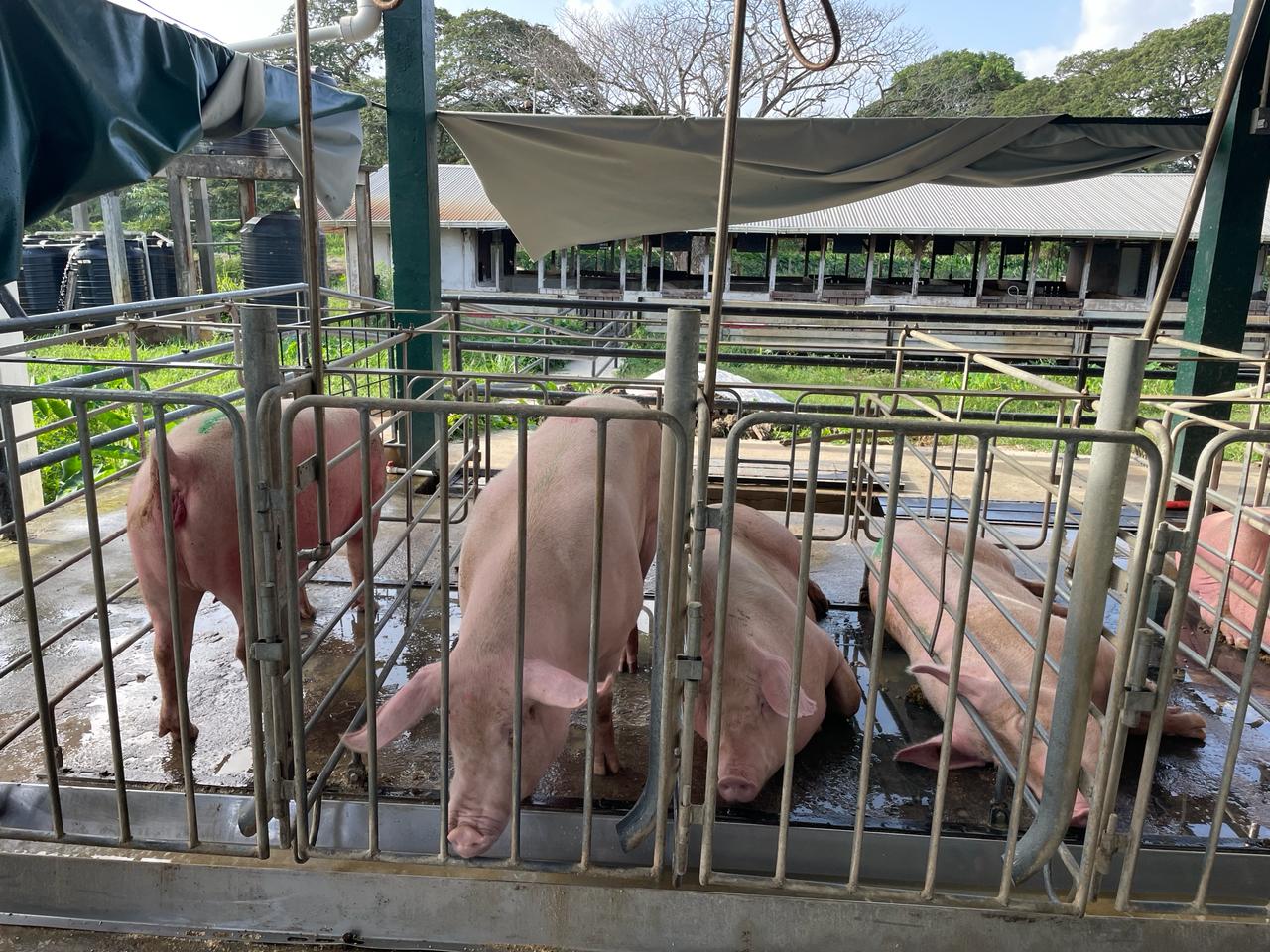 Transforming the Local Pig Sector with Quality Genetics (14)