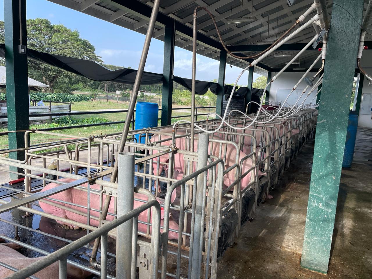 Transforming the Local Pig Sector with Quality Genetics (15)