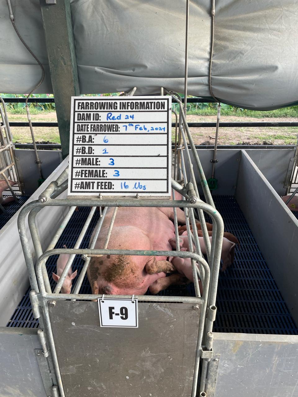 Transforming the Local Pig Sector with Quality Genetics (2)