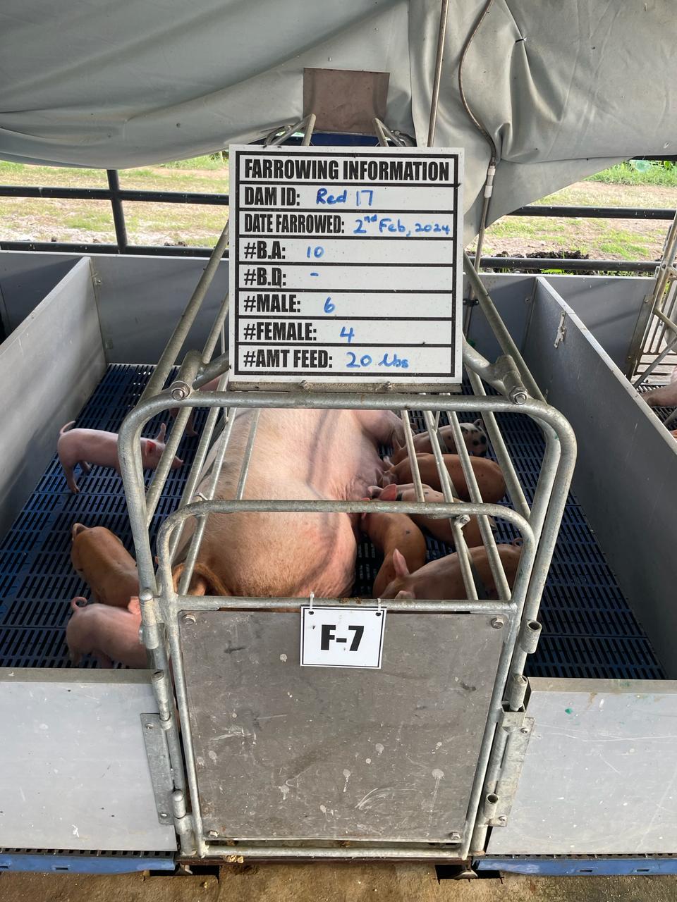 Transforming the Local Pig Sector with Quality Genetics (3)