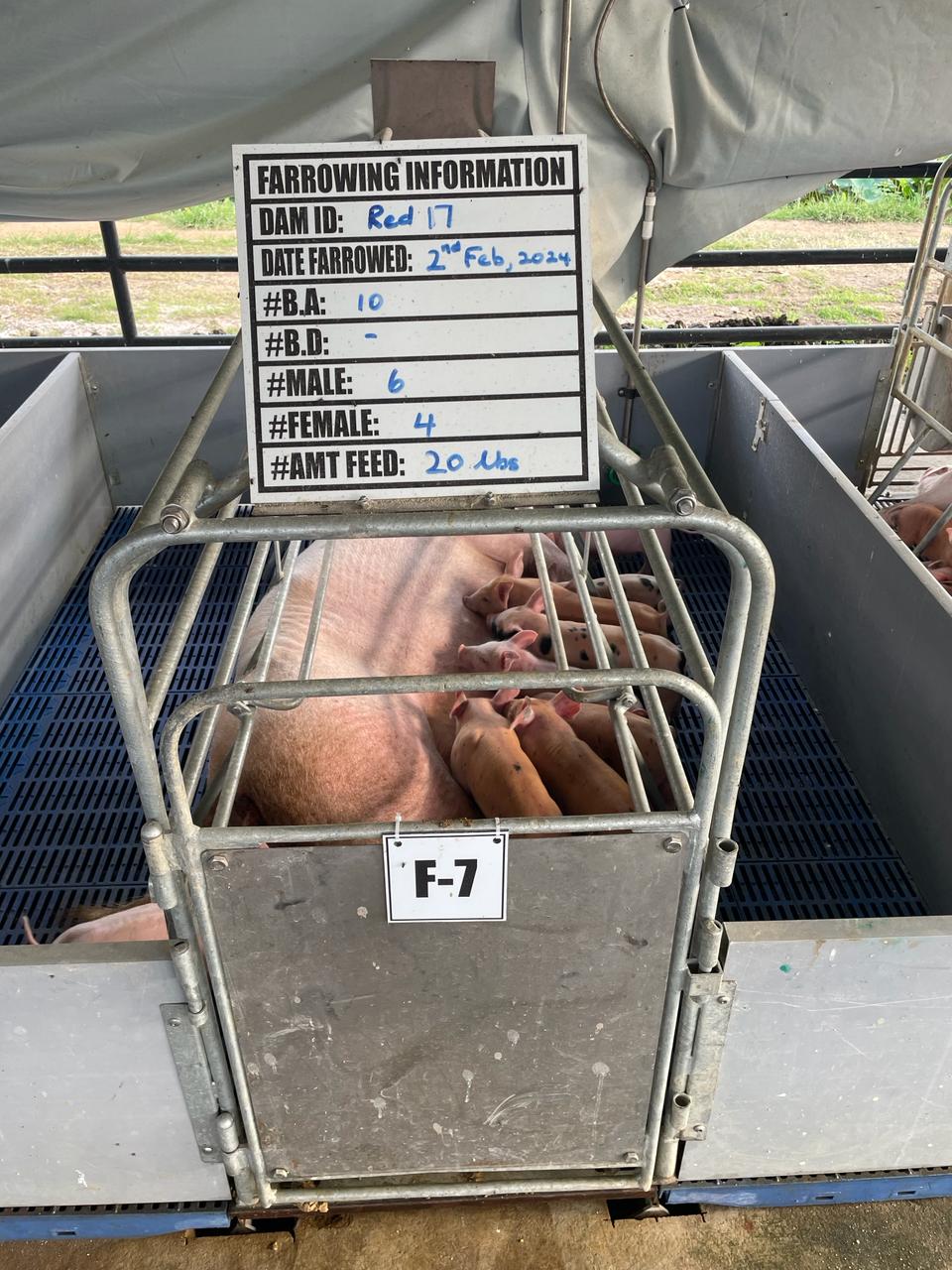 Transforming the Local Pig Sector with Quality Genetics (4)