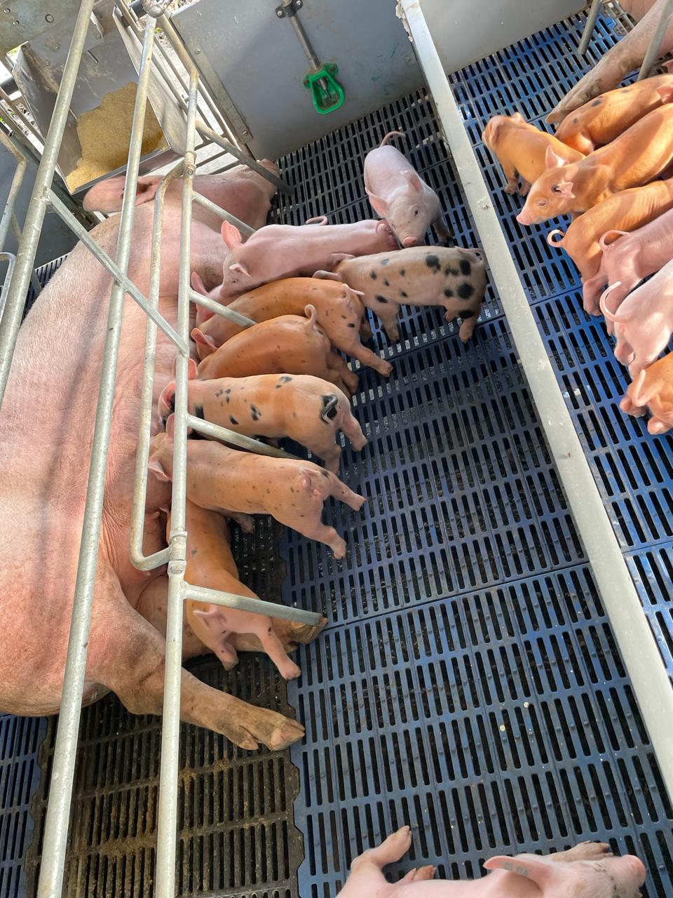 Transforming the Local Pig Sector with Quality Genetics (5)