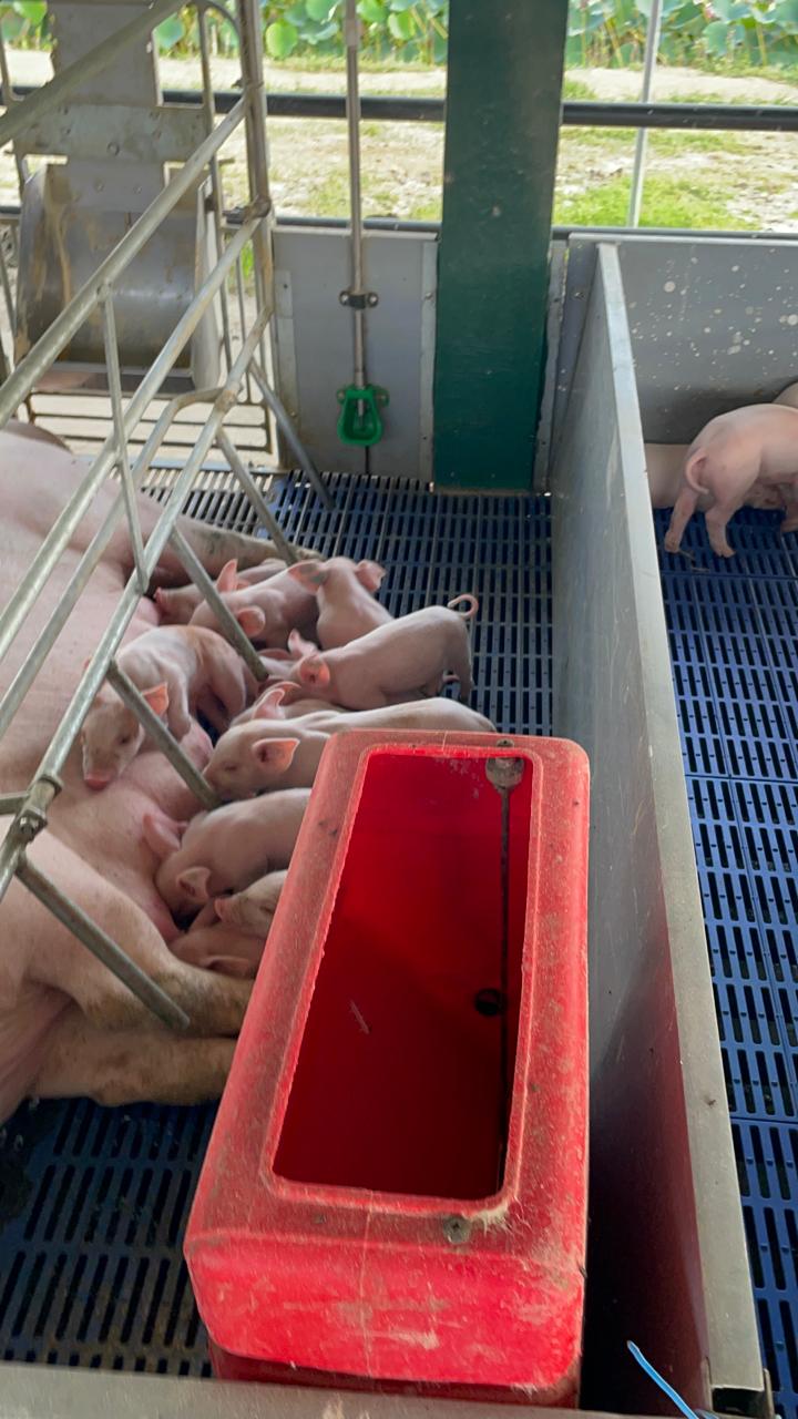 Transforming the Local Pig Sector with Quality Genetics (6)