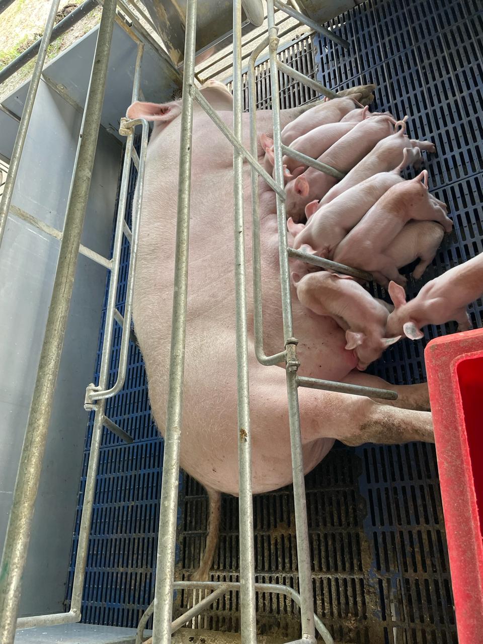 Transforming the Local Pig Sector with Quality Genetics (7)