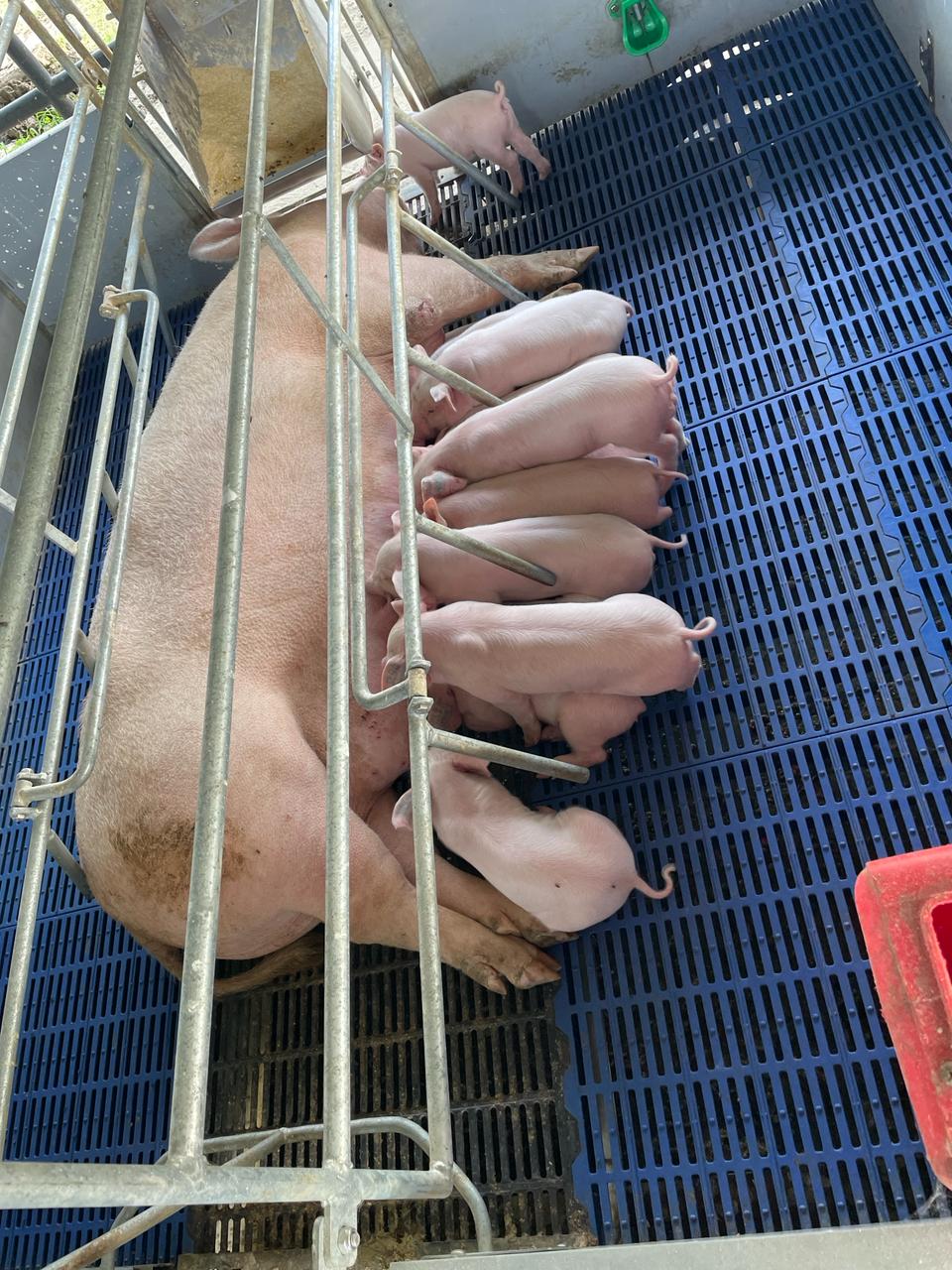 Transforming the Local Pig Sector with Quality Genetics (8)