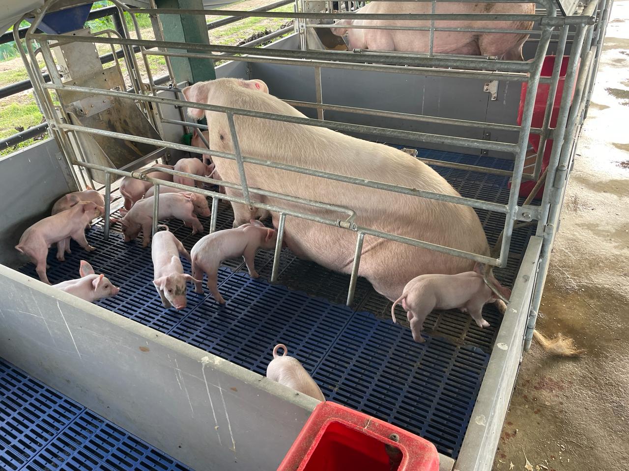 Transforming the Local Pig Sector with Quality Genetics (9)