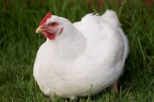 AVIAN<br>REQUIREMENTS