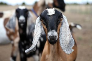 CAPRINE<br>REQUIREMENTS