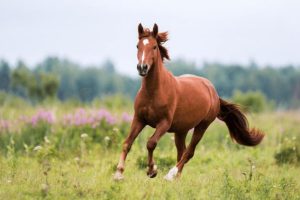 EQUINE<br>REQUIREMENTS