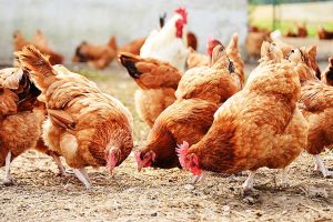 LIVE POULTRY<br>REQUIREMENTS