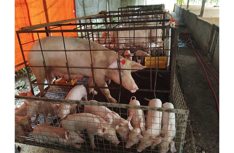 Creativity and determination, the newest ways in swine farming