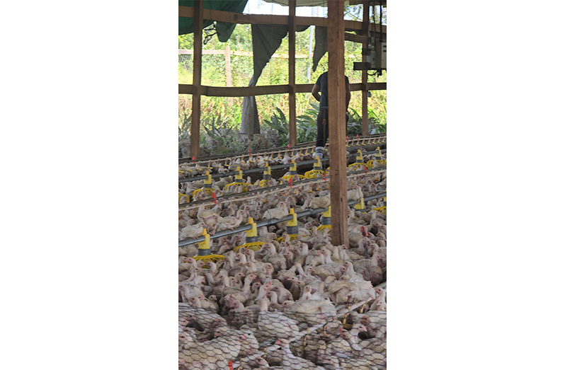 Prime Farms doubling in production of meat and eggs by year end