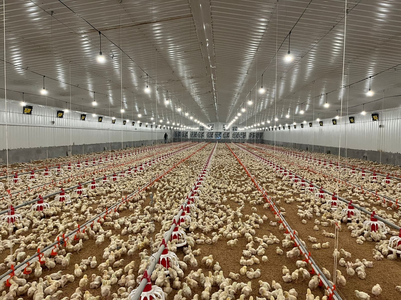 Modern tunnel-ventilated poultry pens